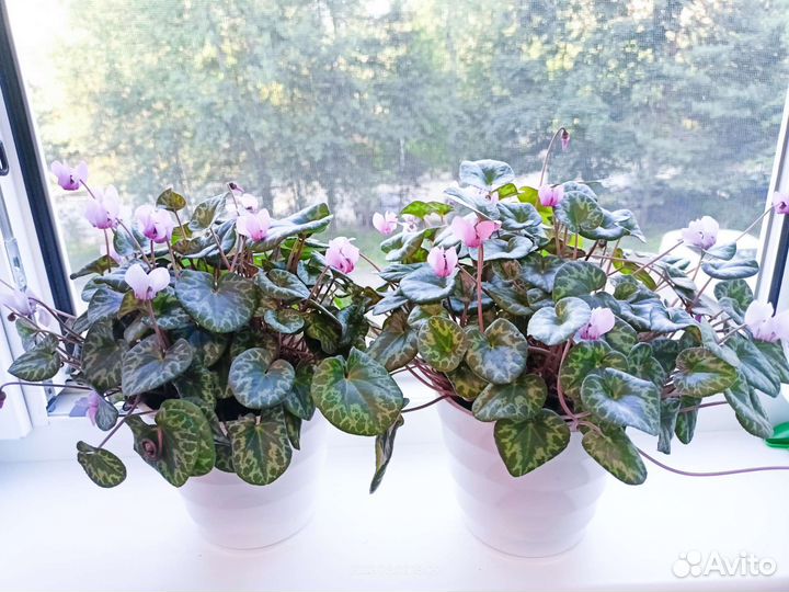 Европейский цикламен альпийская фиалка