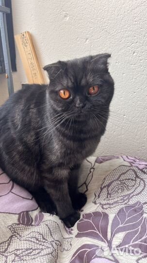 Передержка кошек и собак зоогостиница зооняня