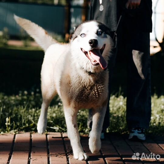 Вольта выкинули хозяева