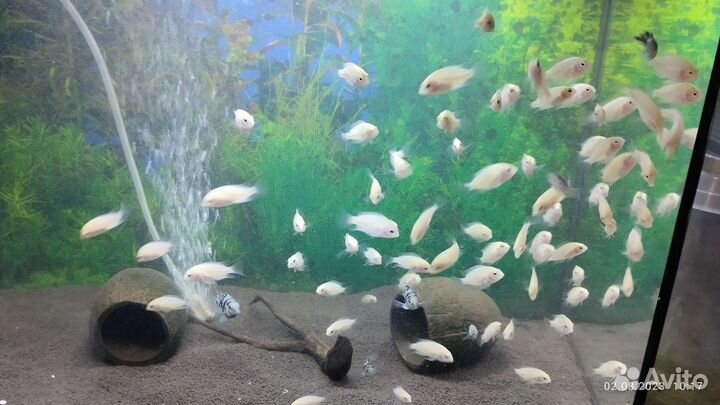 Аквариумные рыбки