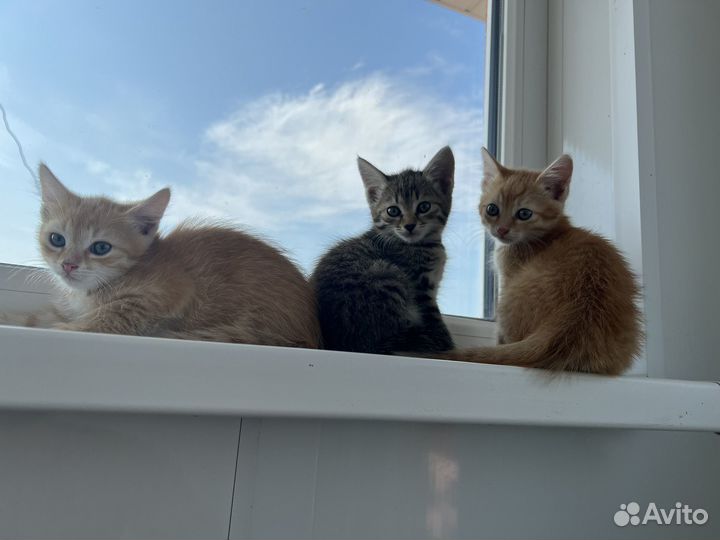 Отдам котят в добрые руки