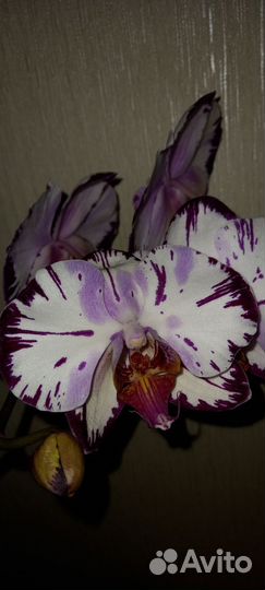 Орхидея