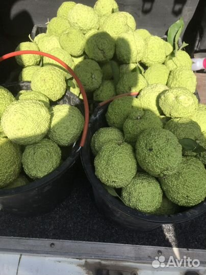 Маклюра адамово яблоко