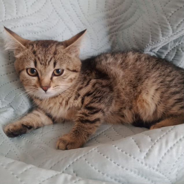 Котёнок в добрые руки