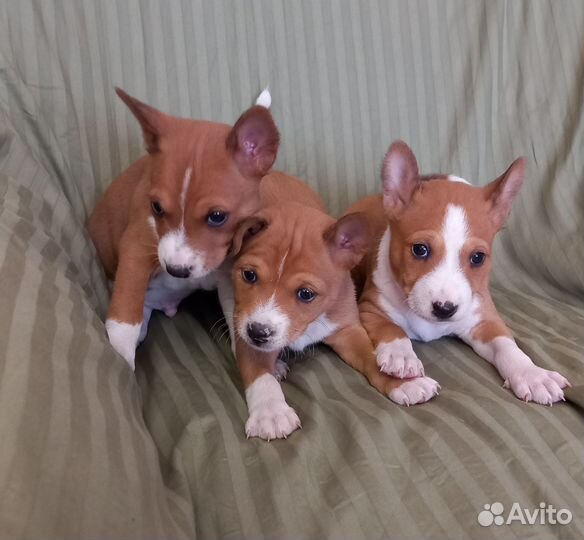 Басенджи, щенки