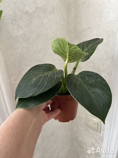 Домашние растения цветы