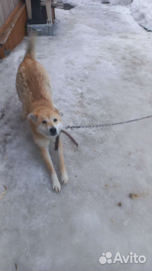 Собака в добрые руки