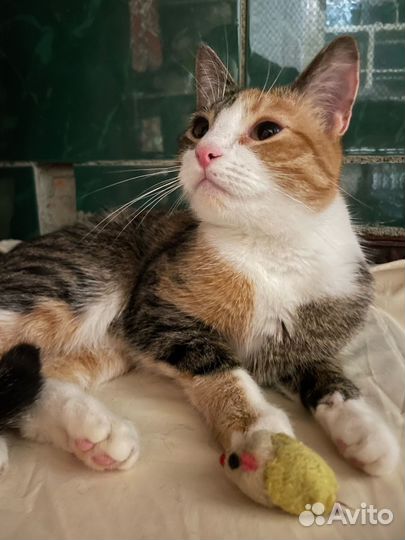 Кошечка Няша