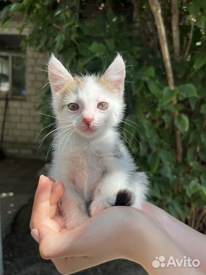 Кошка Фрося