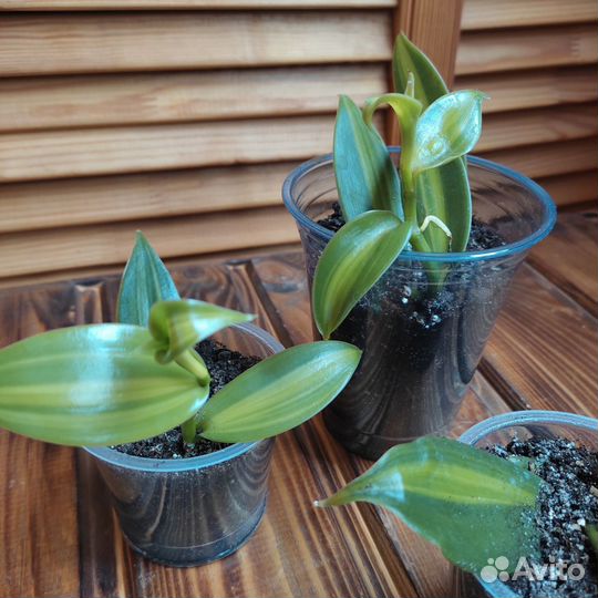 Орхидея ваниль