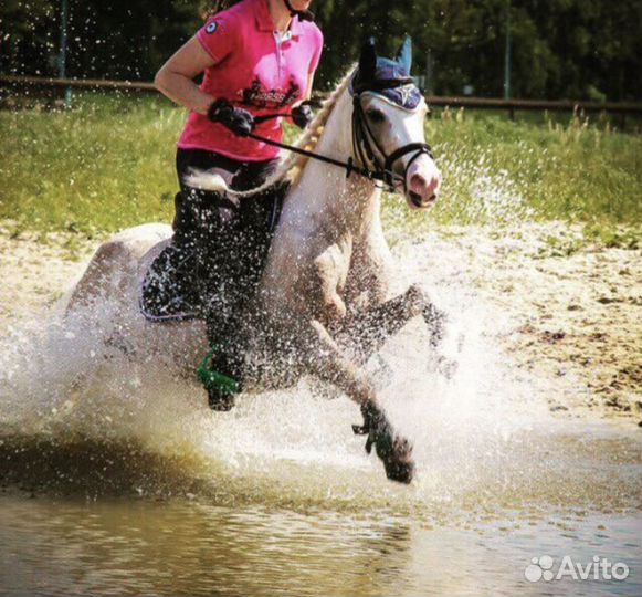 Уэльский жеребец для случки