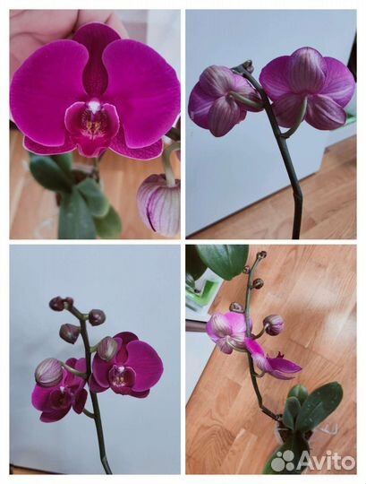Орхидея фаленопсис Большой перец азия