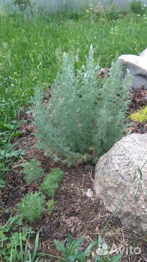 Полынь шелковистая