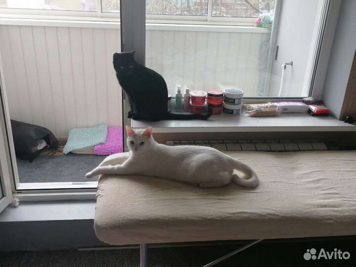 Передержка кошек/котов в домашних условиях