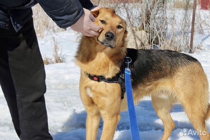 Собака в добрые руки