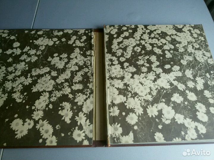 Ветер в гриве 1975г