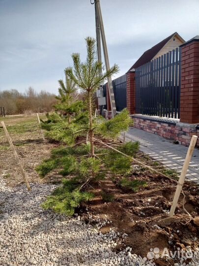 Саженцы сосны ели пихты туи и др пород