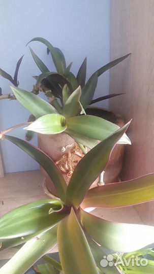 Комнатные растения, разные,лиана, традесканция