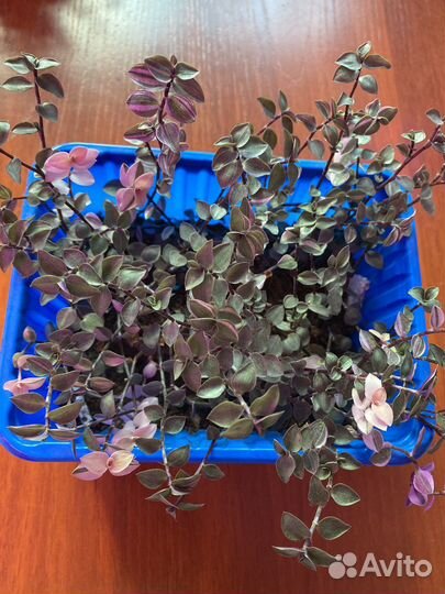 Коллизия голд,бьянка и зеленая