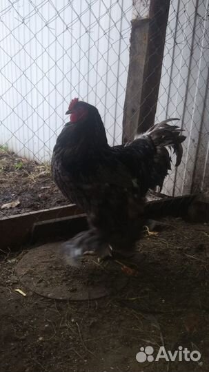 Петух кохинхин