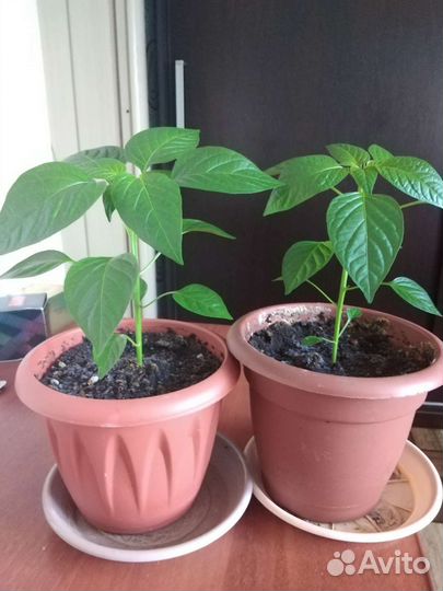 Острый перчик