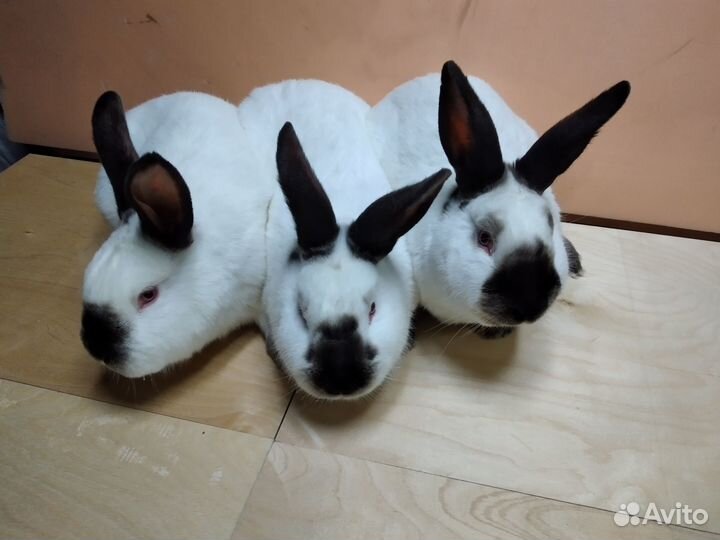 Кролики#Калифорнийская порода#Кролики на мясо#