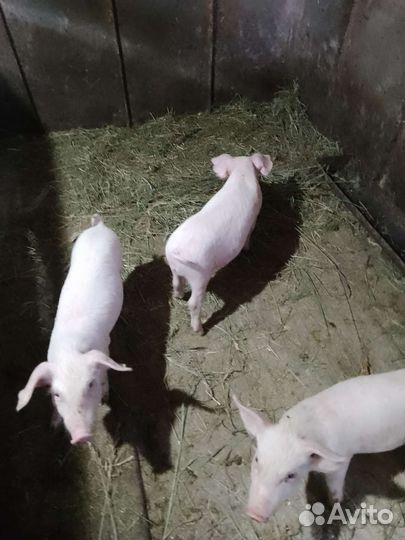 Поросята