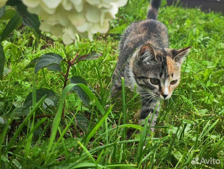 Отдам котенка в добрые руки