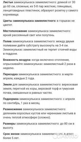 Замиокулькас Долларовое дерево