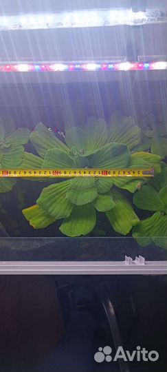 Гигантская пистия