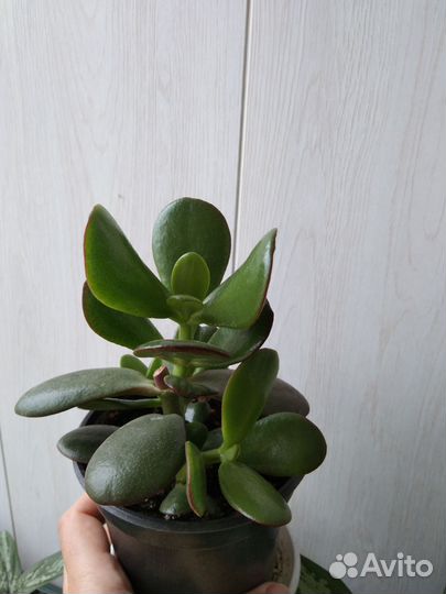 Комнатные цветы, традесканция, хлорофитум, фиалки