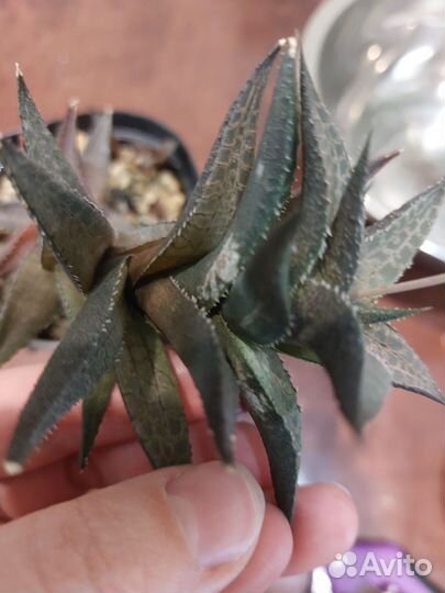 Хавортия шахматная