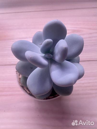 Пахифитум (разные)