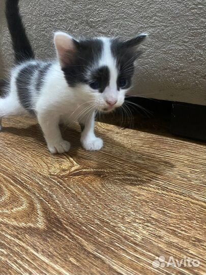 Котята породистые