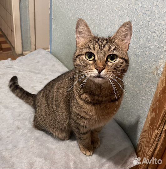 Кошка Малышка ищет нового хозяина