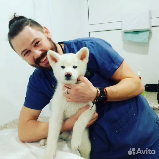 Ветеринарная помощь на дом