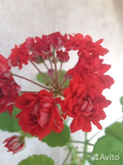 Пеларгония герань