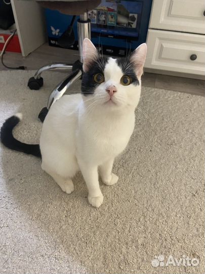 Отдам котика в добрые руки