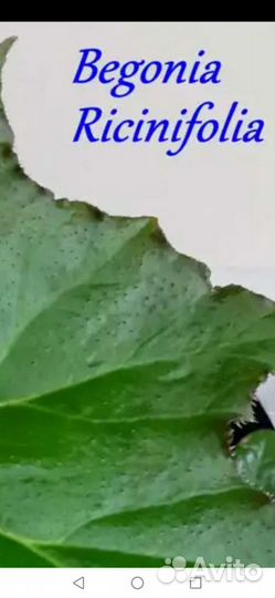 Монстера, бегония и др. комнатные цветы