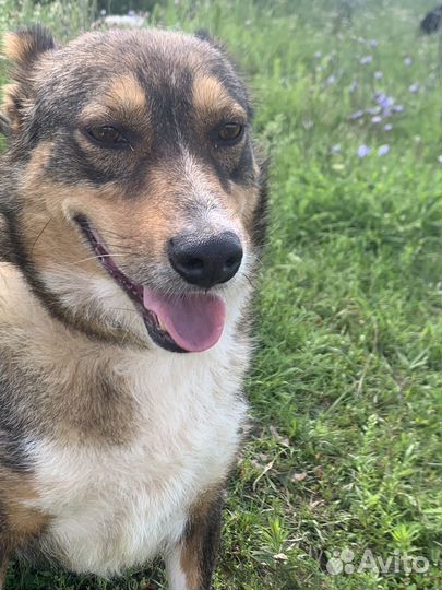 Собака в добрые руки отдам бесплатно