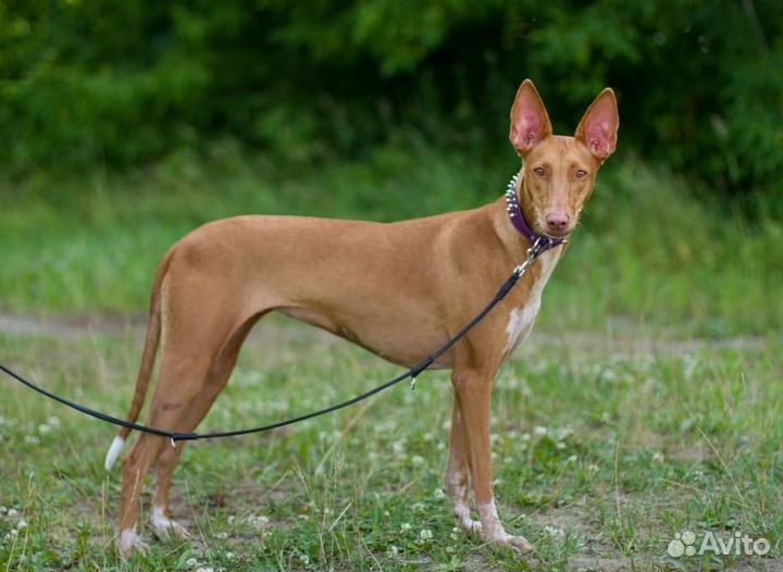 Фараоновая собака в добрые руки