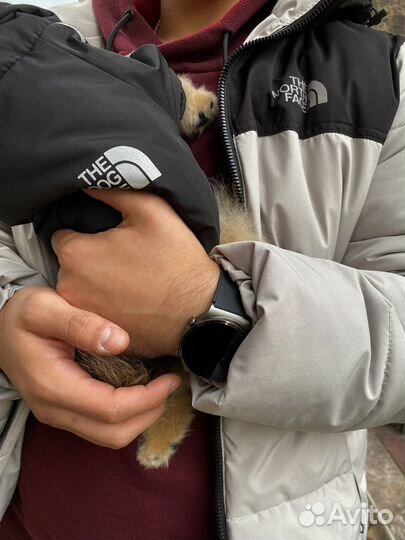 Куртка для шпица