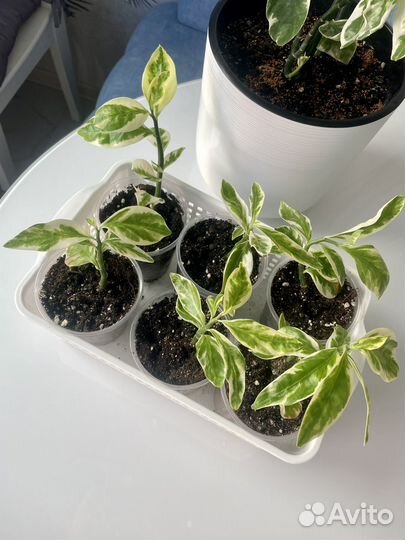 Педилантус домашние комнатные растения