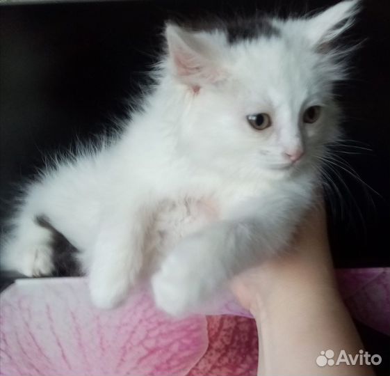 Котенок в добрые руки