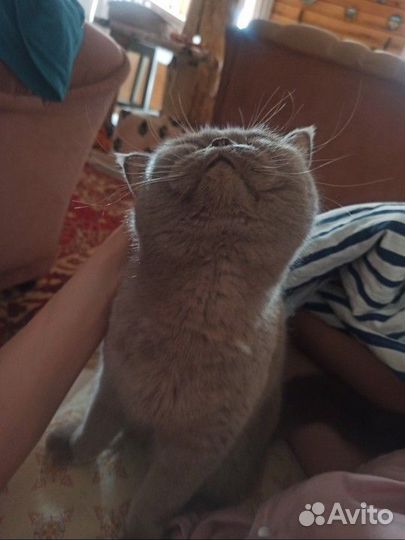 Кот