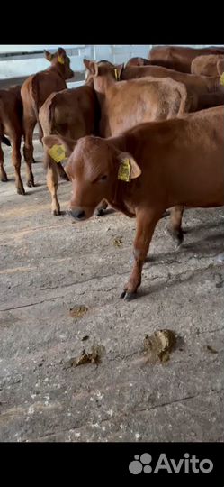 Телята бычки сементалы