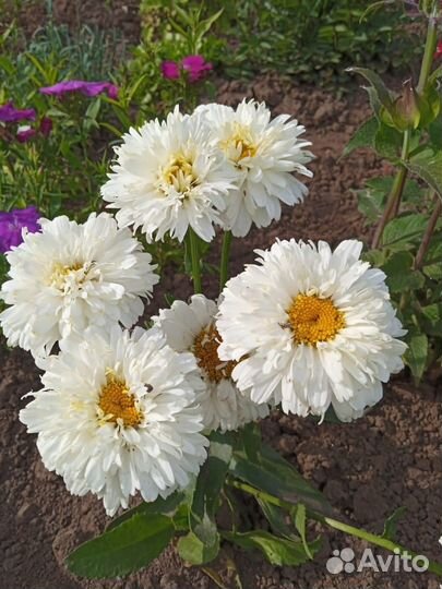 Мои излишки