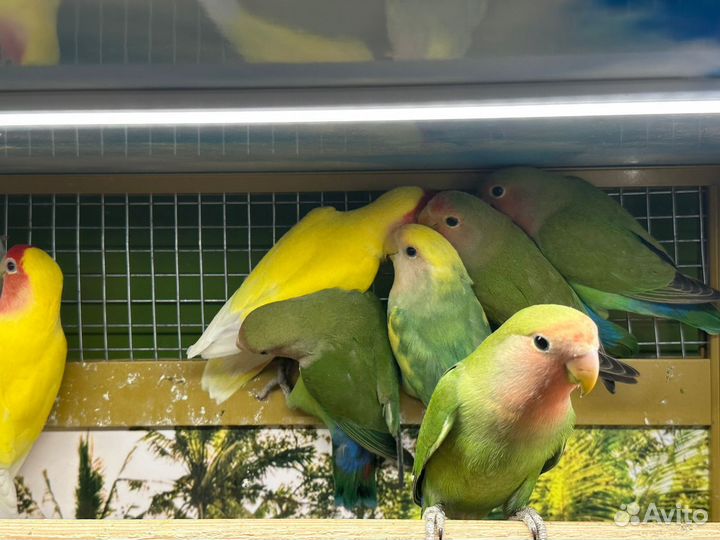 Попугай Неразлучники розовощекие