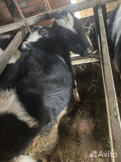 Продажа бычков