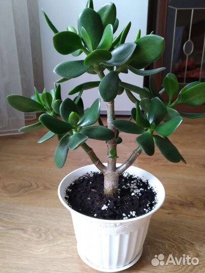 Толстянка Крассула Денежное дерево